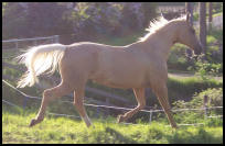 Arleta palomino warmblood