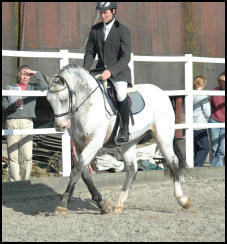 Xhogun Knabstupper stallion