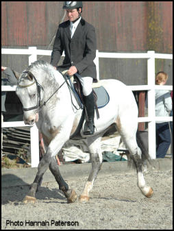 Xhogun Middelsom Knabstrupper stallion