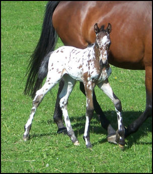 Spotted Sporthorse colt