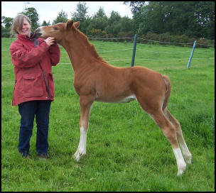 Filly foal by Pinocchio