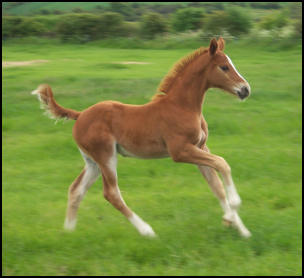 Pinocchio's first foal