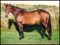 Hazel Park, thoroughbred mare