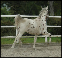 Blacklaw Xcalibur Knabstrupper stallion