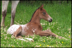 Knabstrupper filly at one day old