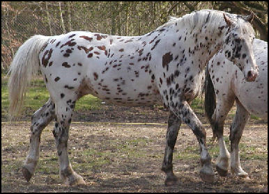 Xanthos Knabstrupper stallion