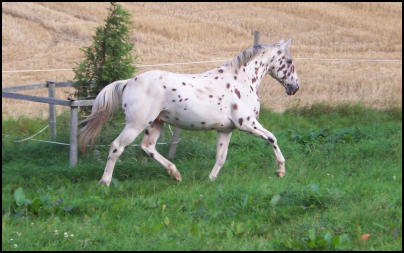 Blacklaw Xcalibur Knabstrupper stallion