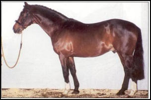Dramiro SSH stallion
