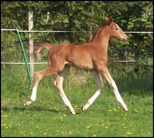 Quaterback x Weltmeyer filly foal