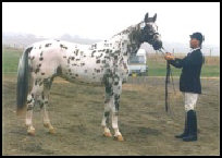 Xantast Middelsom KNN 126 Knabstrupper stallion. Click to visit KNN stallion list.