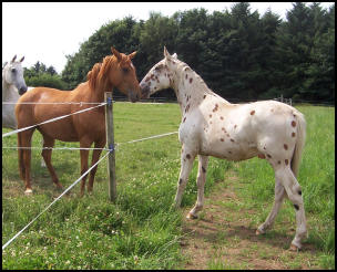 Xcalibur as a yearling