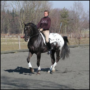 Xquisit Middelsom Knabstrupper stallion